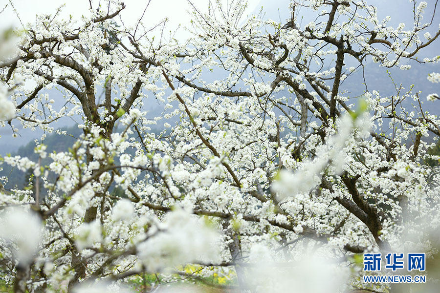 千亩李子花开 来武陵山区寻一场“李”遇