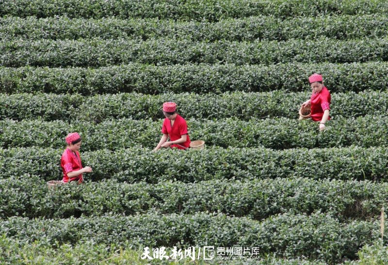 黔茶 春天芬芳的暖意 香飘大地