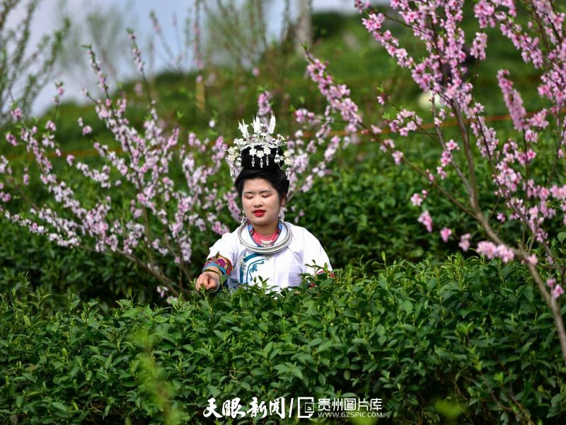 黔茶 春天芬芳的暖意 香飘大地