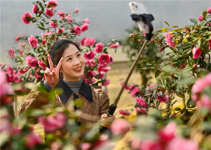 【与春天撞个满怀 打卡最美春景】信阳新县：茶花迎客来_fororder_11 游客在花丛中拍照