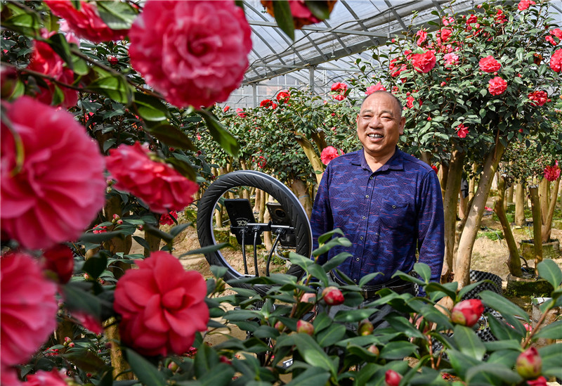 【与春天撞个满怀 打卡最美春景】信阳新县：茶花迎客来_fororder_12 赵基胜在网上销售茶花