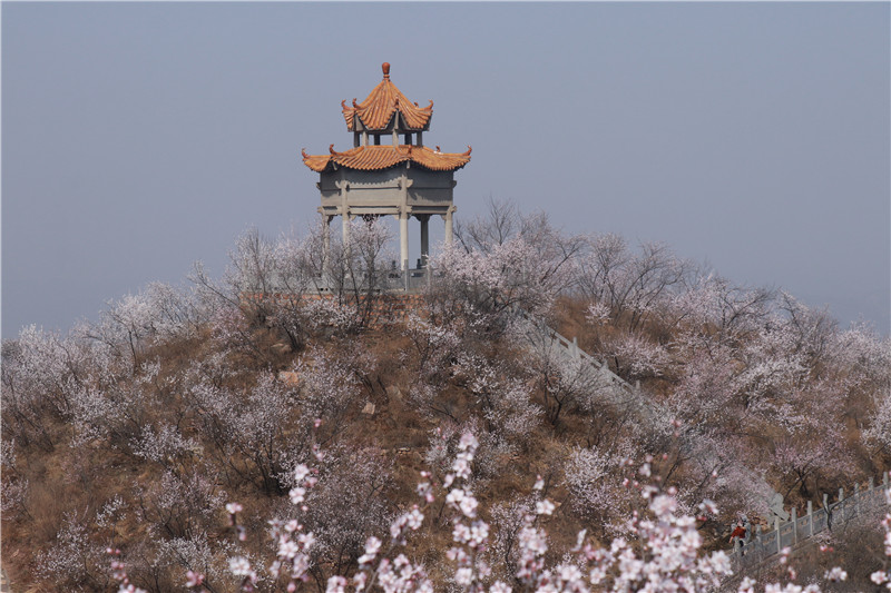 洛阳新安：满山花开春意浓_fororder_1.JPG