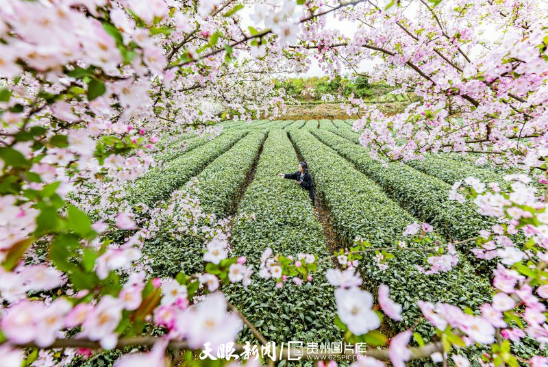 黔茶 春天芬芳的暖意 香飘大地