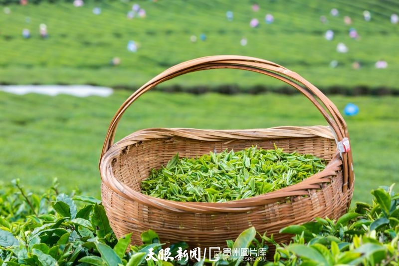 黔茶 春天芬芳的暖意 香飘大地