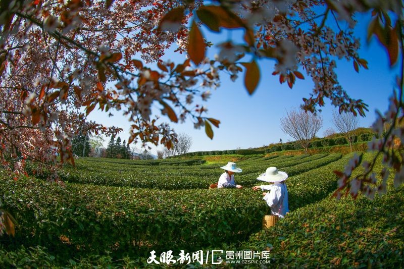 黔茶 春天芬芳的暖意 香飘大地