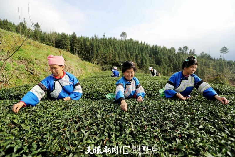 黔茶 春天芬芳的暖意 香飘大地