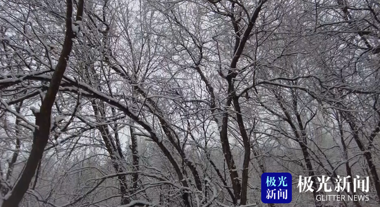 逊克：春日雪花飞舞 勾勒出一幅水墨丹青