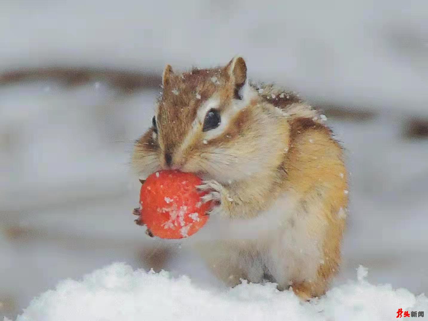 难得一见！花栗鼠林间戏雪