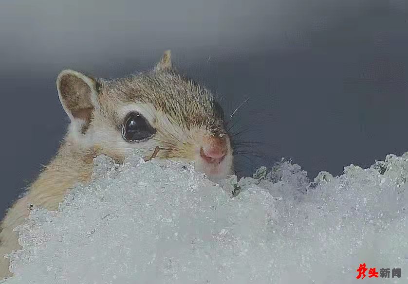 难得一见！花栗鼠林间戏雪