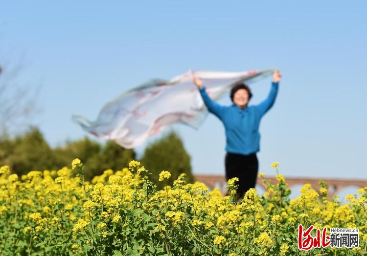 河北石家庄：油菜花开春意浓