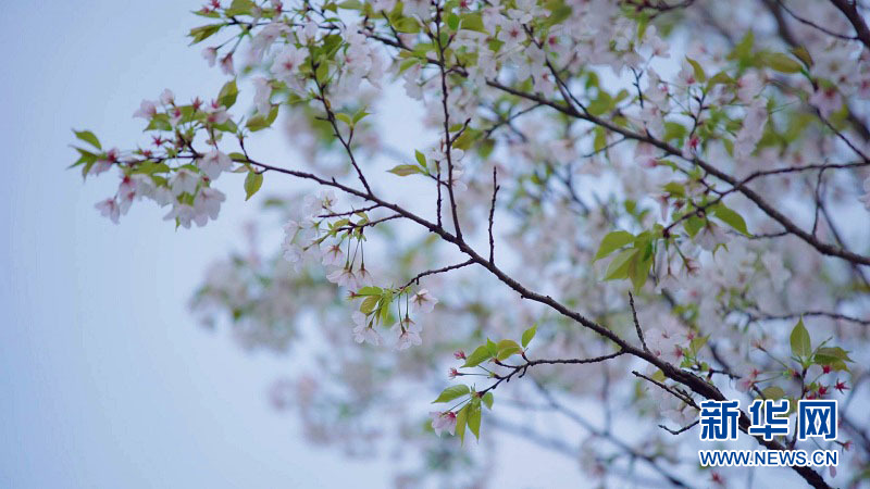 春染来凤 邂逅一场繁花似锦