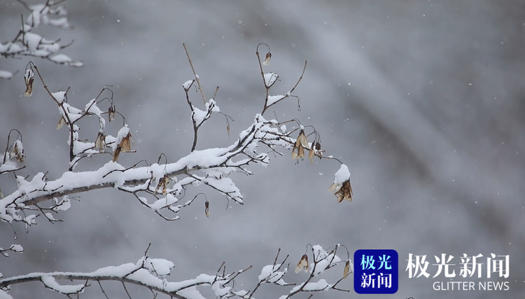 逊克：春日雪花飞舞 勾勒出一幅水墨丹青