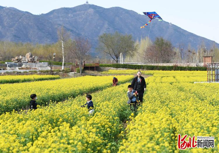 河北石家庄：油菜花开春意浓