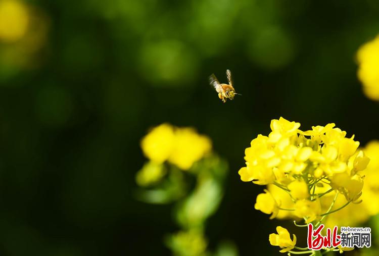 河北石家庄：油菜花开春意浓