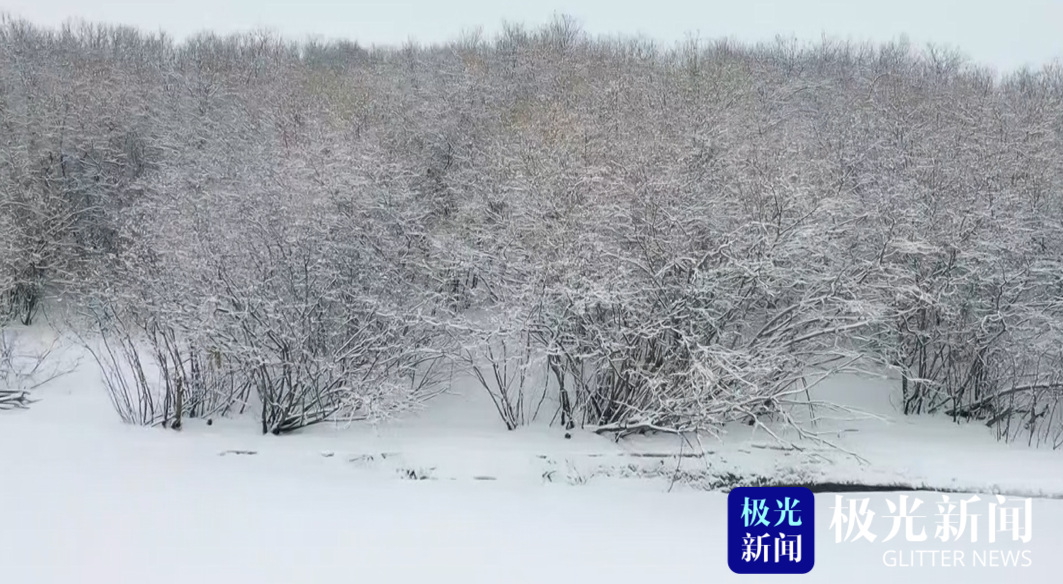 逊克：春日雪花飞舞 勾勒出一幅水墨丹青