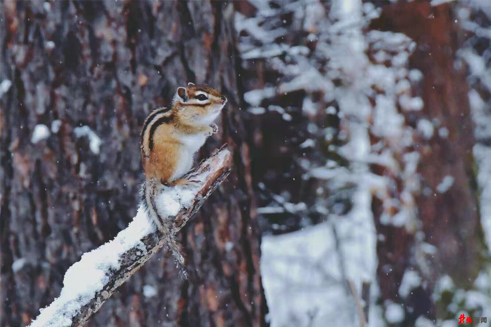 难得一见！花栗鼠林间戏雪