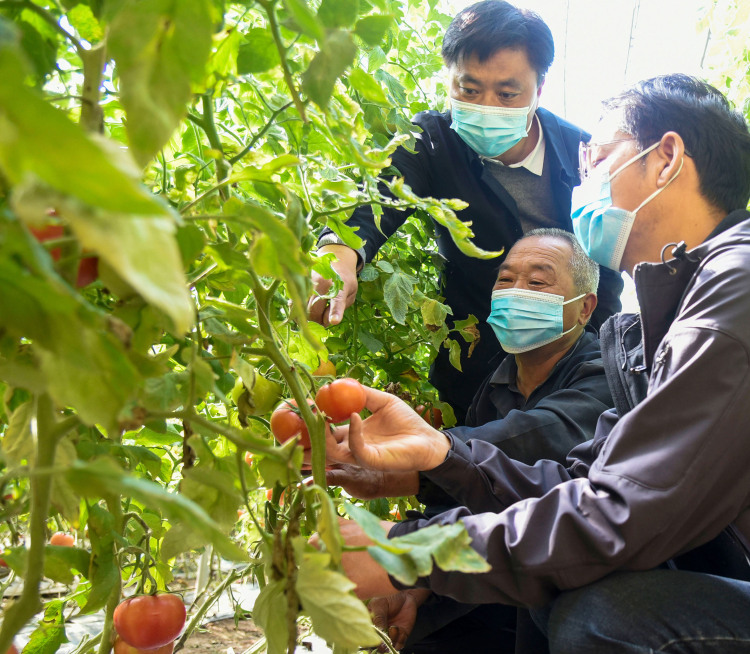 河北邯郸：农业科技送上门