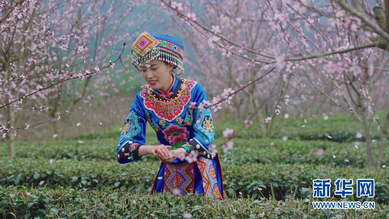 春染来凤 邂逅一场繁花似锦