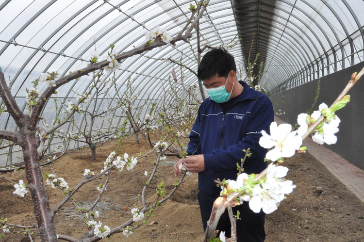 肇东：一棚多收 “菜篮子”四季供应