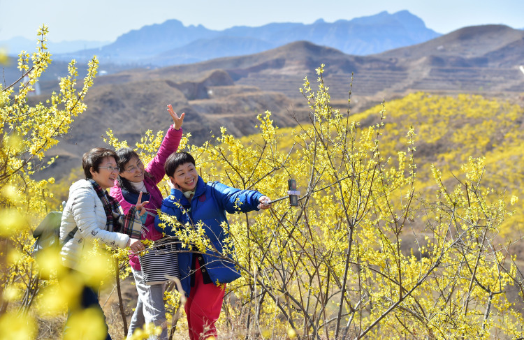 河北井陉：山间开满致富花