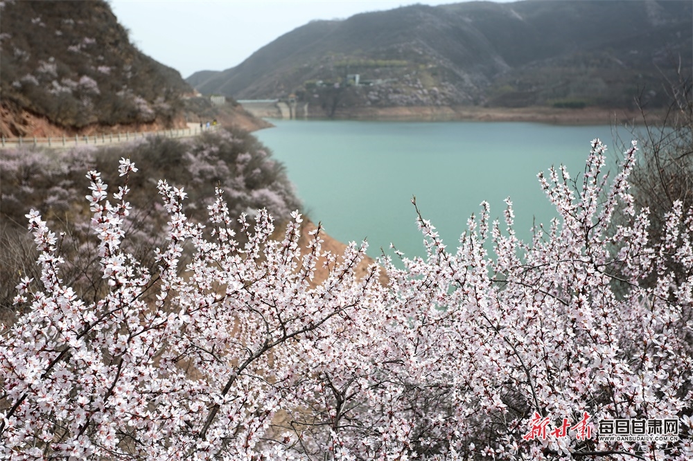 【焦点图轮播+平凉列表+移动列表+文旅图文列表】人面桃花相映红 崆峒春色最撩人