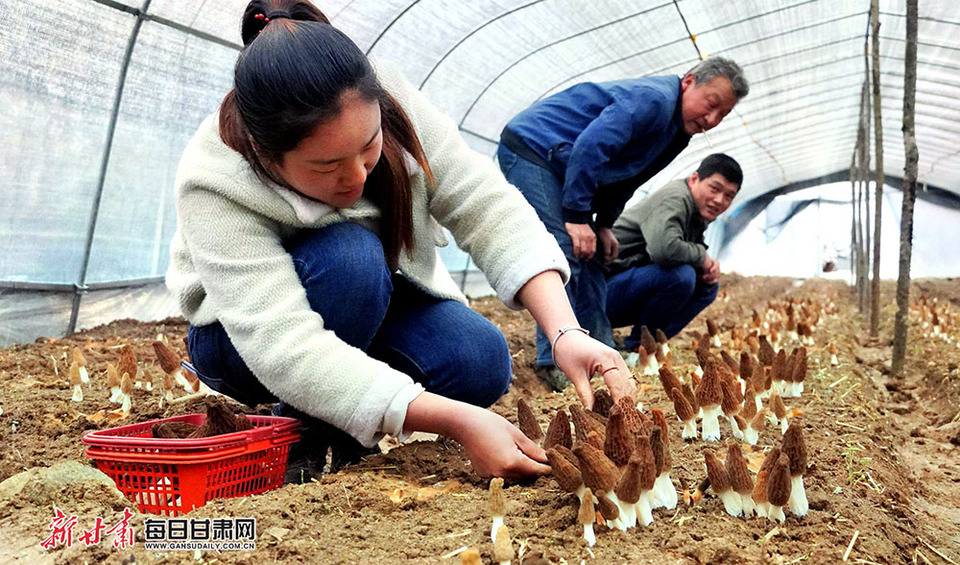 【县域图文列表】徽县榆树乡羊肚菌种植助农增收