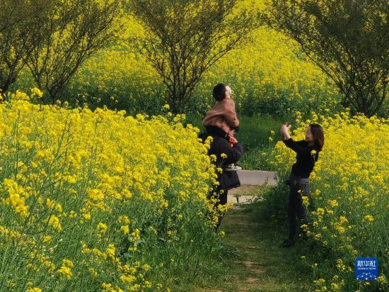 南京：油菜花开香慢城