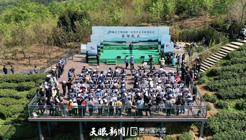 “小茶叶”走出发展“大路径” 贵阳观山湖区春茶开采