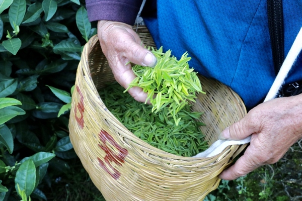 黔南独山：万亩春茶开采一周 市场交易行情火爆