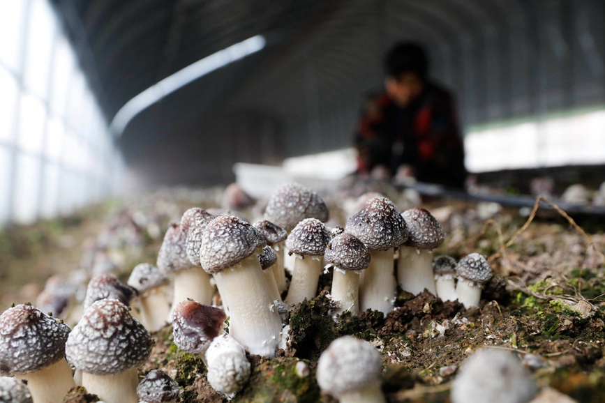 平顶山宝丰：发展食用菌产业 助力乡村振兴