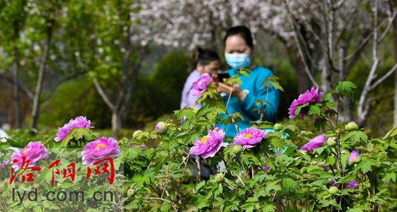 隋唐城遗址植物园：国色初绽露芳容