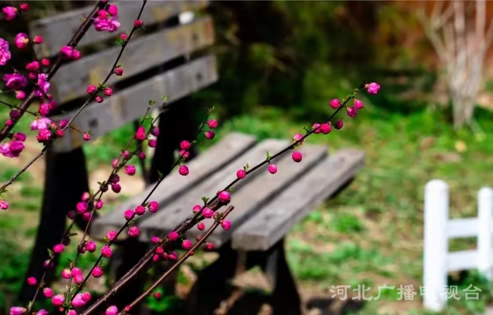 衡水故城大运河：繁华似锦 春意盎然