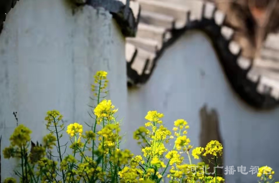 衡水故城大运河：繁华似锦 春意盎然