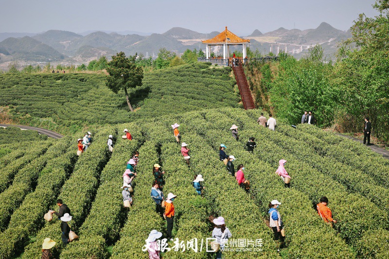 “小茶叶”走出发展“大路径” 贵阳观山湖区春茶开采