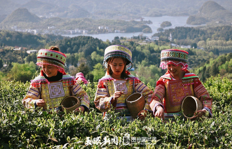 “小茶叶”走出发展“大路径” 贵阳观山湖区春茶开采