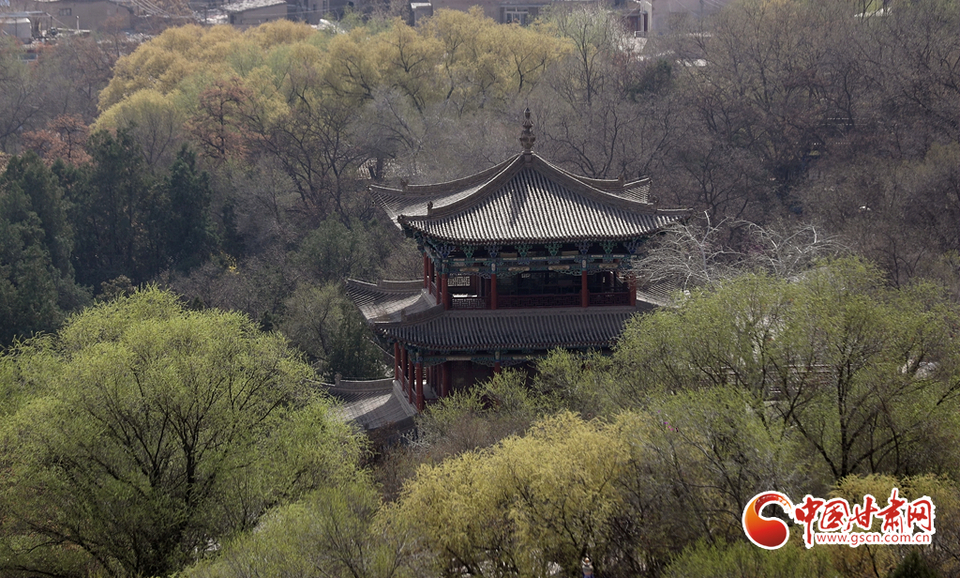 【百花绽放秀甘肃】玉兰花开时 兰山赏花海