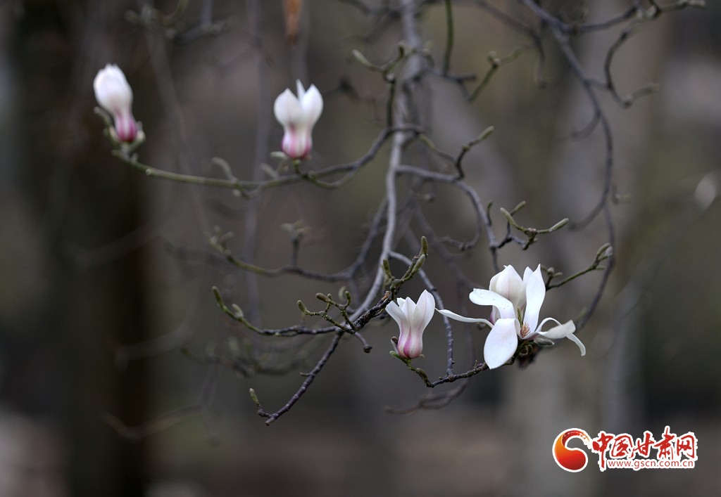 【百花绽放秀甘肃】玉兰花开时 兰山赏花海