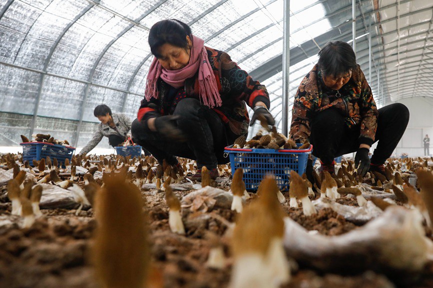 平顶山宝丰：发展食用菌产业 助力乡村振兴