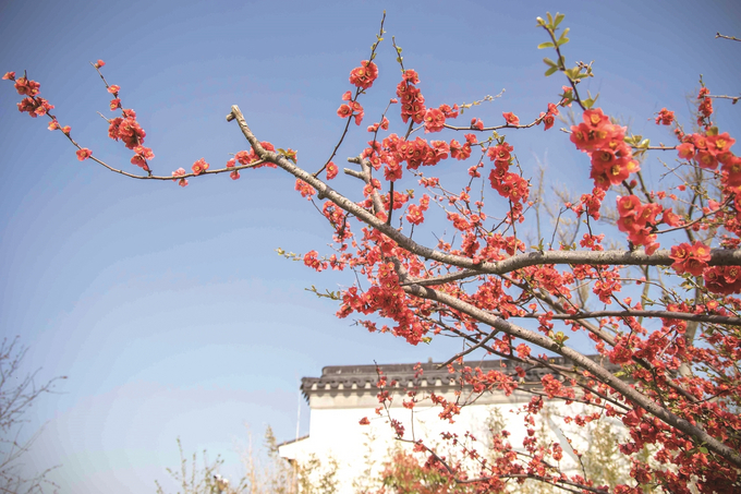 盐城：海棠花开春意浓