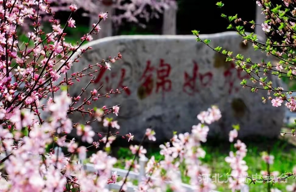 衡水故城大运河：繁华似锦 春意盎然