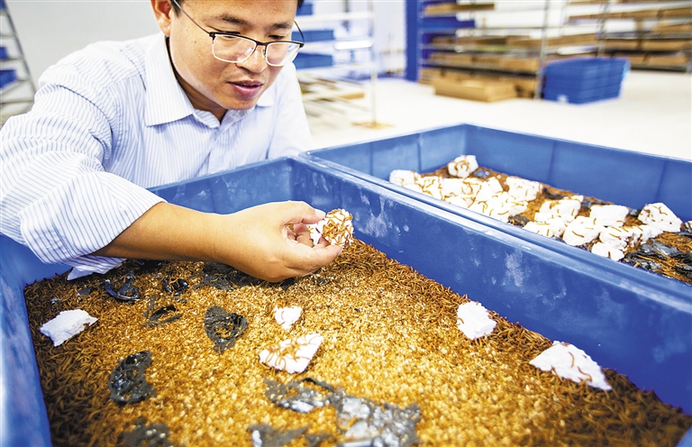 【食品农业图文】【即时快讯】神奇面包虫“吃”出生态农业路