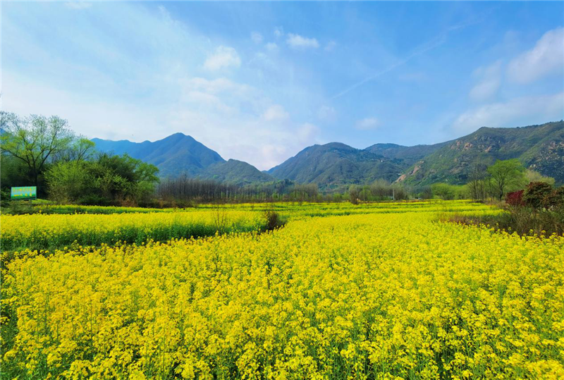 【与春天撞个满怀 打卡最美春景】信阳罗山：油菜花开满目春 美丽乡村入画来_fororder_图片8