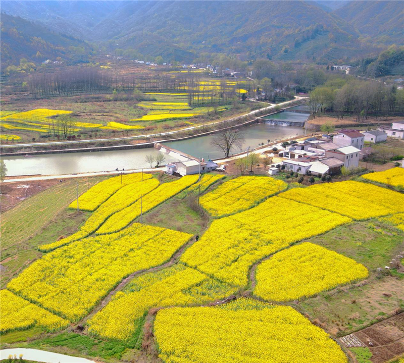 【与春天撞个满怀 打卡最美春景】信阳罗山：油菜花开满目春 美丽乡村入画来_fororder_图片12