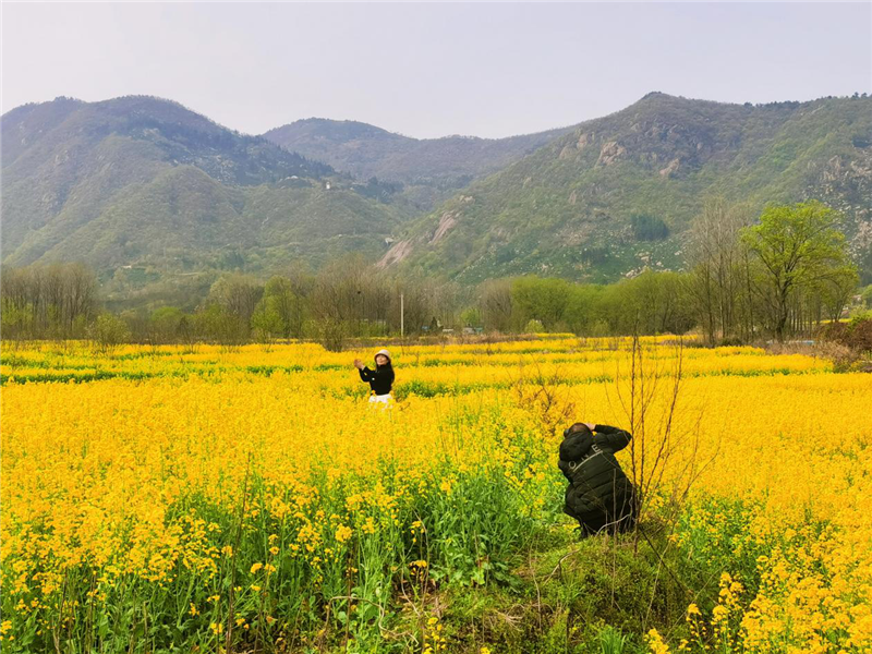 【与春天撞个满怀 打卡最美春景】信阳罗山：油菜花开满目春 美丽乡村入画来_fororder_图片10