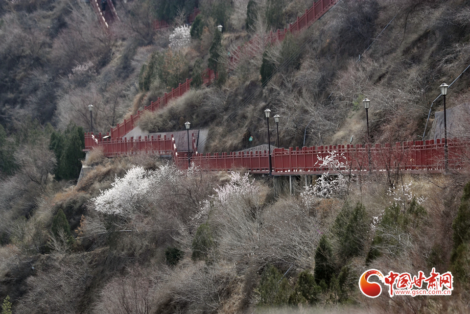 【百花绽放秀甘肃】玉兰花开时 兰山赏花海