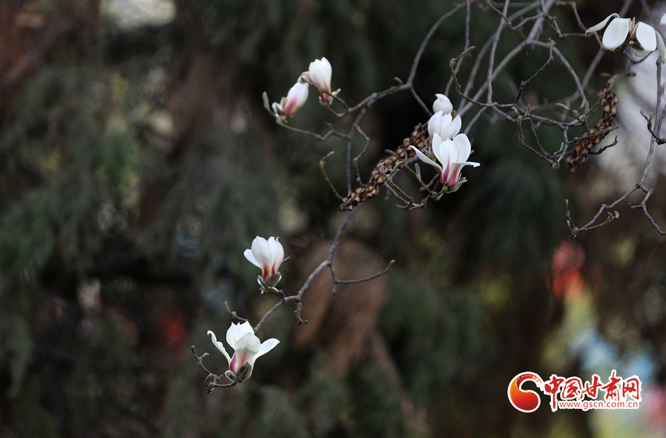 【百花绽放秀甘肃】玉兰花开时 兰山赏花海