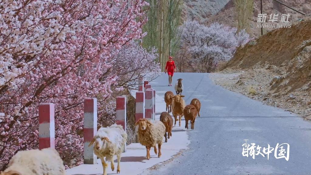 瞰中国·春回大地｜新疆：帕米尔高原迎来最美杏花季