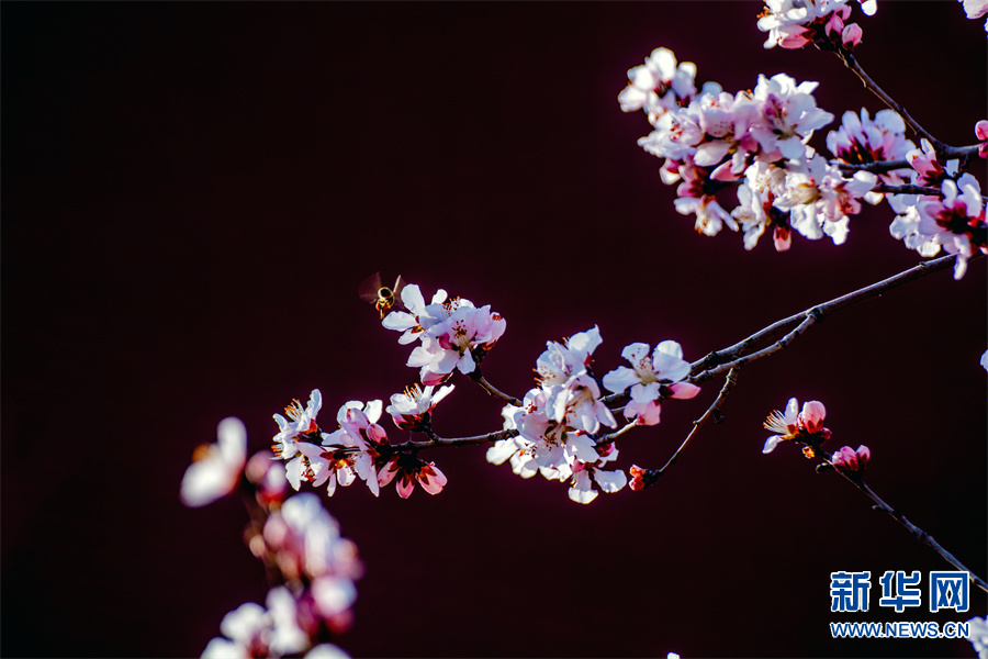 商丘柘城：春花春色舞春风