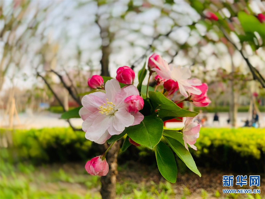 商丘柘城：春花春色舞春风