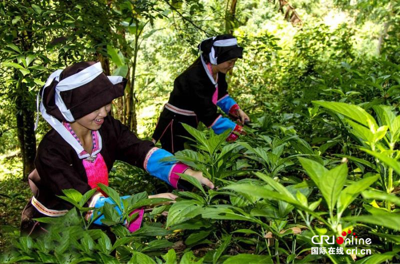 （已过审）【八桂大地、八桂大地-百色】【旅游文体】打蓝靛 织腰带 蓝靛瑶族多彩民俗文化活动同时上演 ——凌云县举办逻楼镇第二届金地门“蓝靛节”